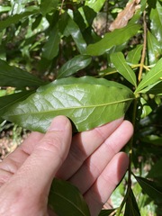 Beilschmiedia elliptica