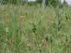Aegilops geniculata