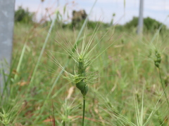 Aegilops geniculata