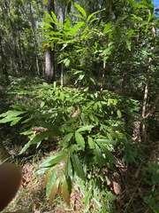 Beilschmiedia elliptica