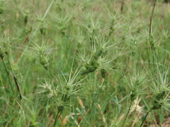 Aegilops geniculata
