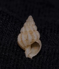 Nassaria acuminata
