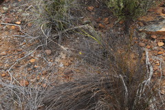 Moraea inconspicua