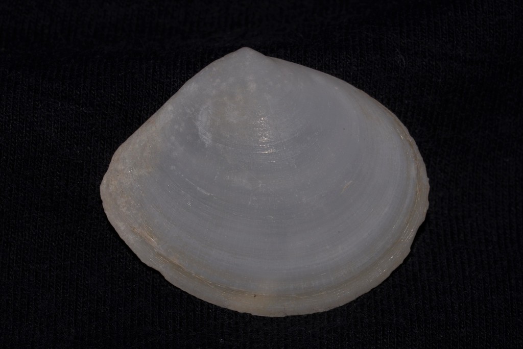 Arcopaginula