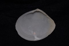 Arcopaginula inflata