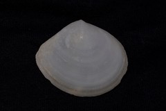 Arcopaginula inflata