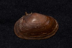 Hiatula connectens