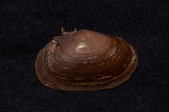 Hiatula connectens