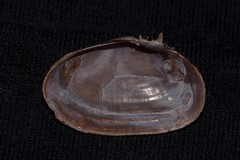 Hiatula connectens