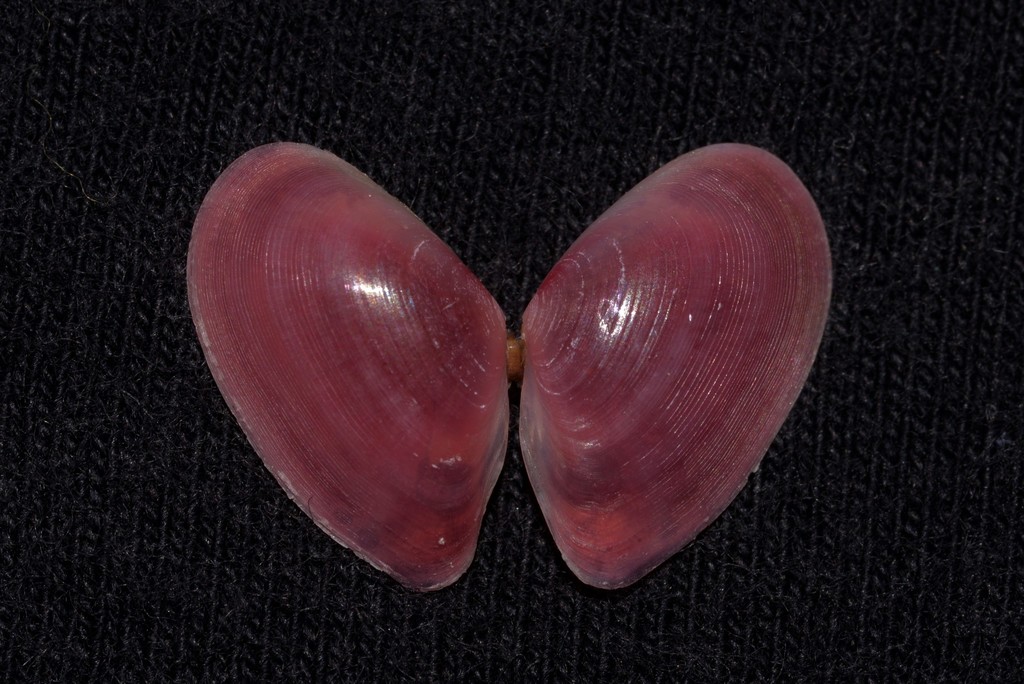 Nitidotellina lischkei