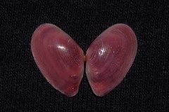 Nitidotellina lischkei