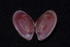 Nitidotellina lischkei
