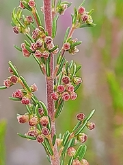 Erica leucopelta
