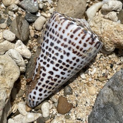 Conus litteratus