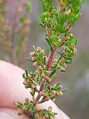 Erica leucopelta