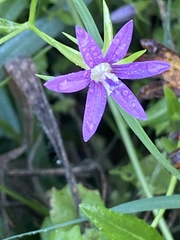 Campanula floridana