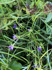 Campanula floridana