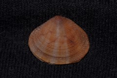 Gafrarium australe