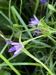 Campanula floridana