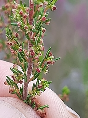 Erica leucopelta