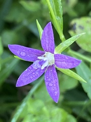 Campanula floridana