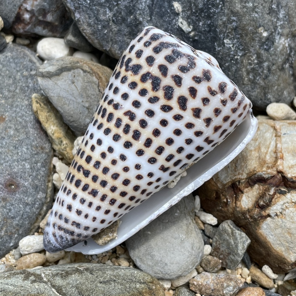 Photo of Lettered Cone (Conus litteratus)