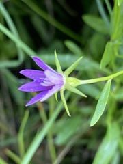 Campanula floridana