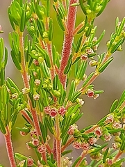 Erica leucopelta