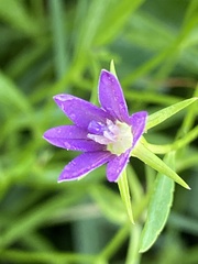 Campanula floridana