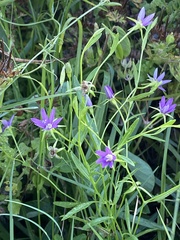Campanula floridana