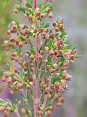 Erica leucopelta
