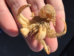 Isocheles wurdemanni