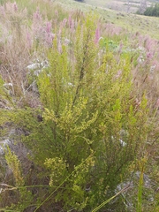 Erica leucopelta