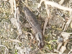 Pseudocypus