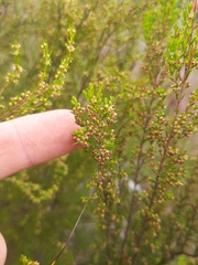 Erica leucopelta