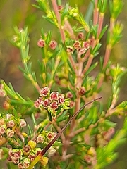 Erica leucopelta