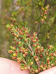 Erica leucopelta