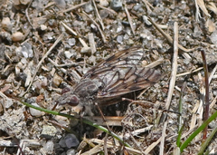Tabuda varia