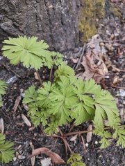 Corydalis nobilis