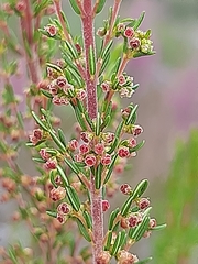 Erica leucopelta