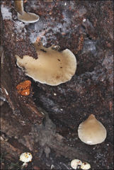 Hohenbuehelia clelandii