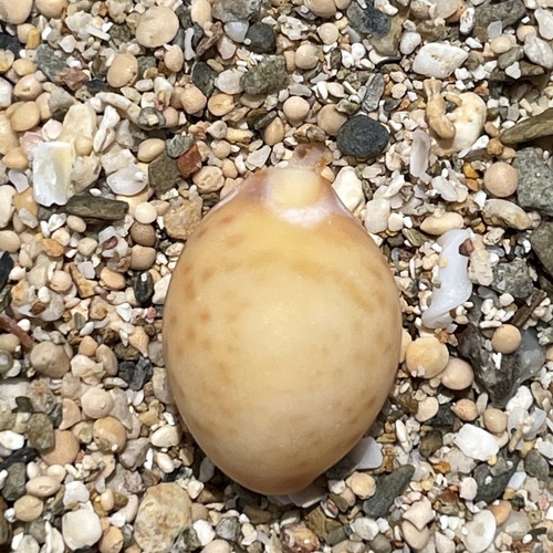 treblespotted cowrie