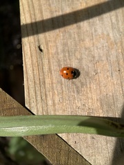 Coccinella septempunctata