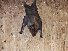Phyllostomus hastatus