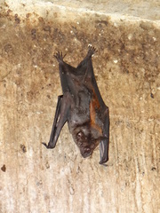 Phyllostomus hastatus