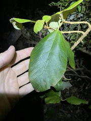 Gmelina leichhardtii