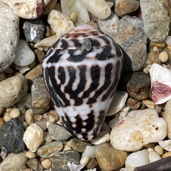 Conus chaldaeus