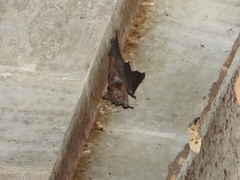 Phyllostomus hastatus