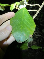 Gmelina leichhardtii