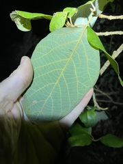 Gmelina leichhardtii